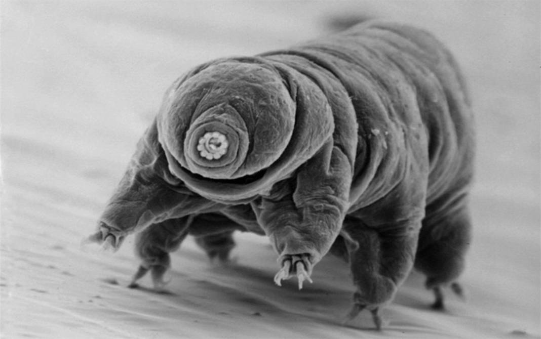 Tardigrad nedir? 16